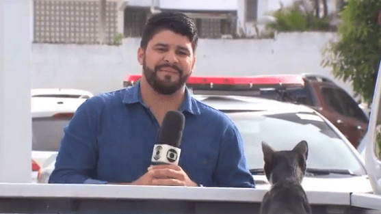 gatinho peralta - Repórter da Rede Globo tenta trabalhar e é parado por um “ataque fofo”