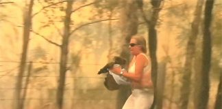 Mulher salva coala chamuscado e desesperado em incêndio