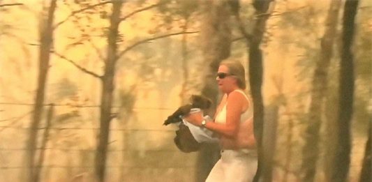 Mulher salva coala chamuscado e desesperado em incêndio