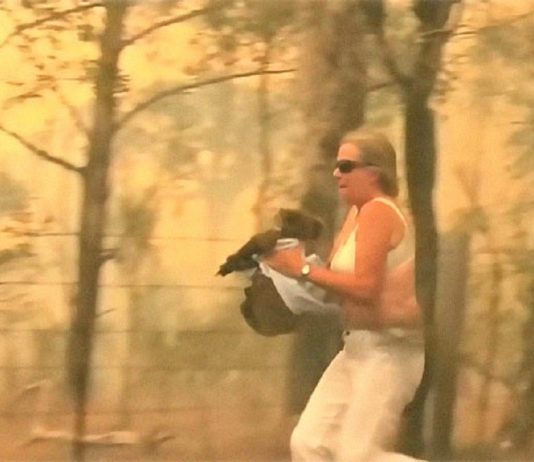 Mulher salva coala chamuscado e desesperado em incêndio