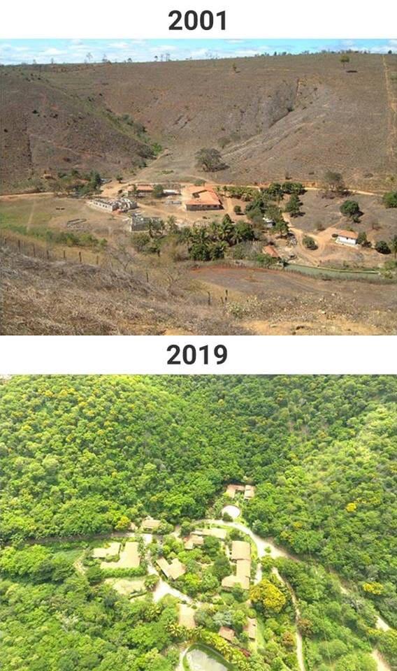 sensivel-mente.com - Casal brasileiro reflorestou área de 600 hectares para dar moradia a 500 espécies em fase de extinção