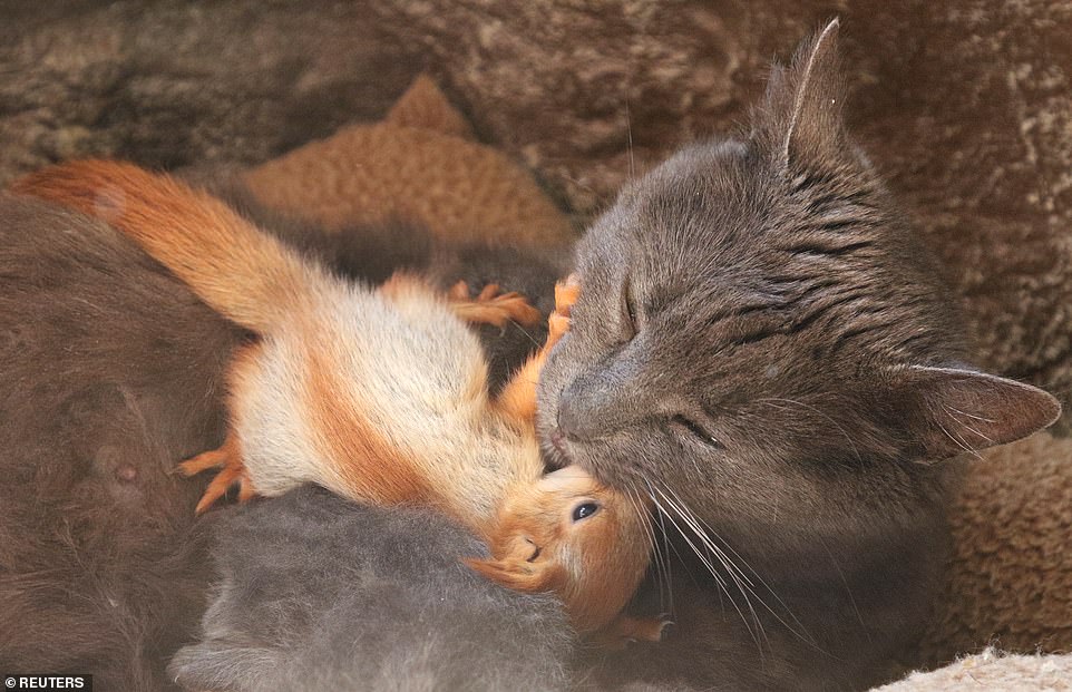 2 4 - Gata adota quatro esquilos órfãos, e as fotos são puro amor (e tem vídeo!!!)