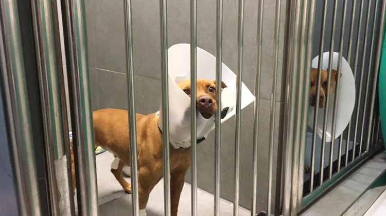 “Policiais chorando de revolta”: a conexão internacional da quadrilha de rinha de cães que chocou o país 2 - “Policiais chorando de revolta”: a conexão internacional da quadrilha de rinha de cães que chocou o país