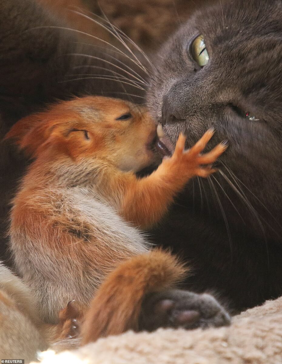 3 4 - Gata adota quatro esquilos órfãos, e as fotos são puro amor (e tem vídeo!!!)