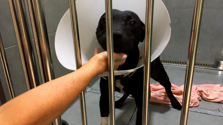 “Policiais chorando de revolta”: a conexão internacional da quadrilha de rinha de cães que chocou o país 3 - “Policiais chorando de revolta”: a conexão internacional da quadrilha de rinha de cães que chocou o país
