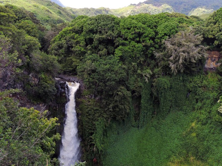 sensivel-mente.com - Casal brasileiro reflorestou área de 600 hectares para dar moradia a 500 espécies em fase de extinção