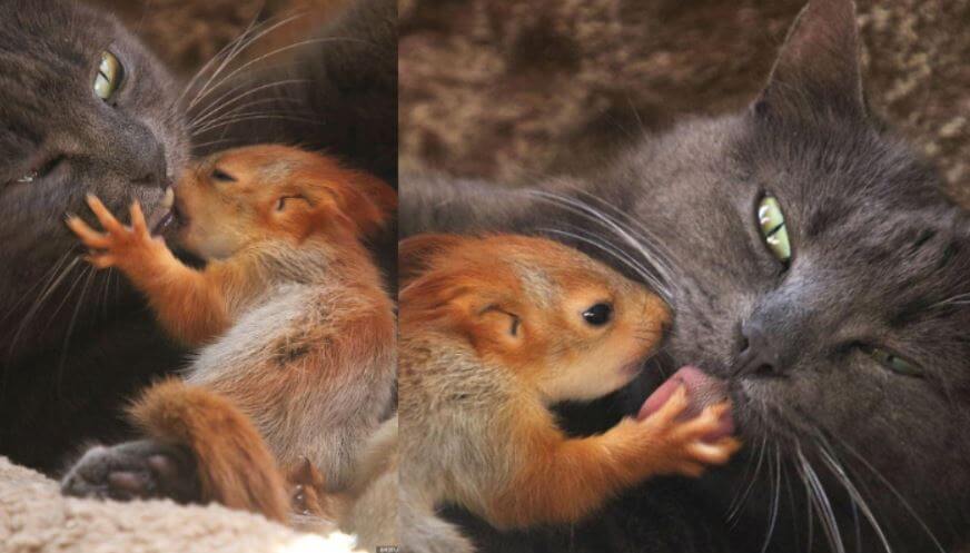 4 4 - Gata adota quatro esquilos órfãos, e as fotos são puro amor (e tem vídeo!!!)