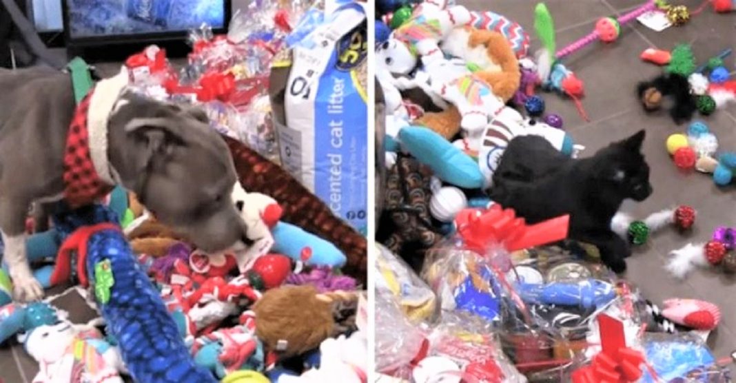 Abrigo deixa que animais escolham seus presentes de Natal: Assista ao vídeo