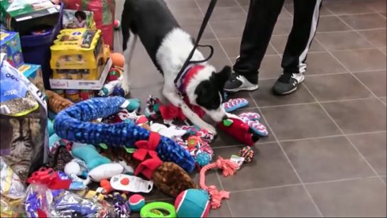 sensivel-mente.com - Abrigo deixa que animais escolham seus presentes de Natal: Assista ao vídeo