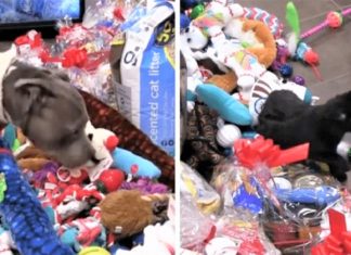 Abrigo deixa que animais escolham seus presentes de Natal: Assista ao vídeo