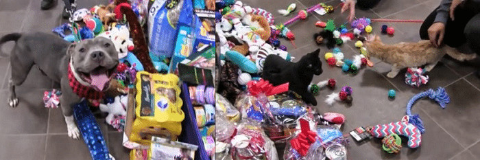 Abrigo deixa que animais escolham seus presentes de Natal: Assista ao vídeo sensivel-mente.com - Abrigo deixa que animais escolham seus presentes de Natal: Assista ao vídeo
