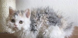 Gatos com pelos encaracolados a nova raça que tem conquistado a internet