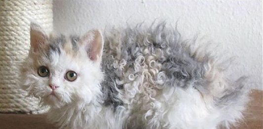 Gatos com pelos encaracolados a nova raça que tem conquistado a internet