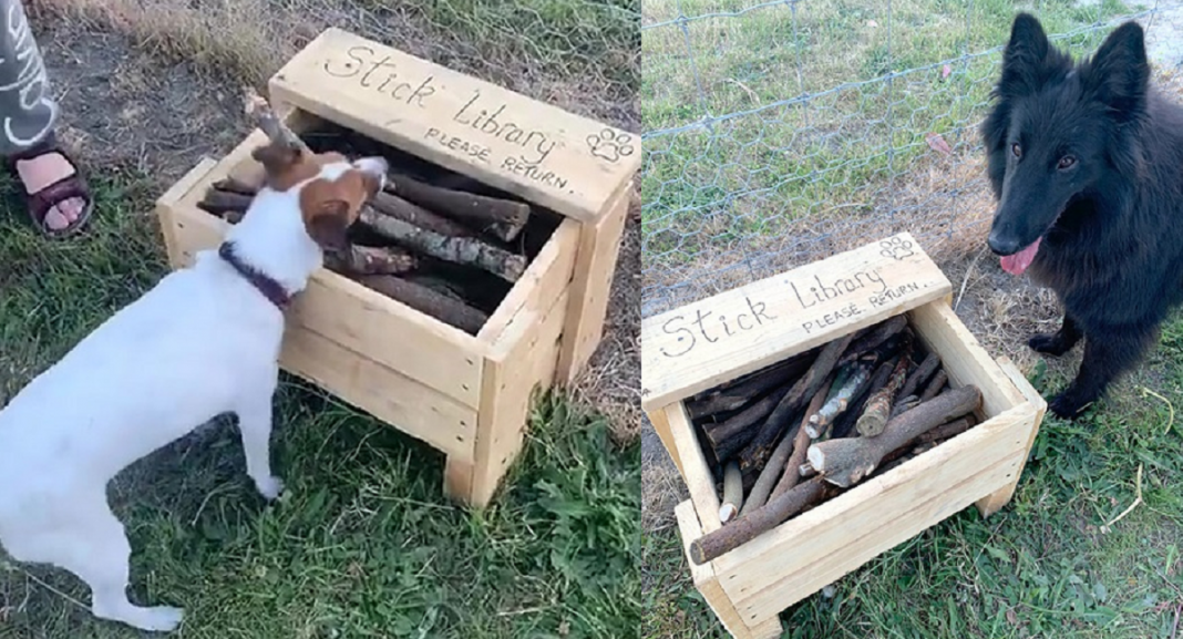 Homem construiu uma biblioteca para cães.