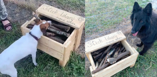 Homem construiu uma biblioteca para cães.