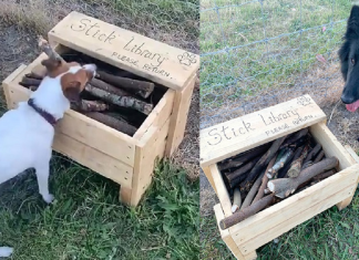 Homem construiu uma biblioteca para cães.