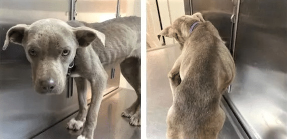 Veterinário se tranca em canil de filhote de Pit Bull doente, come com ela e ganha a sua confiança - Assista ao vídeo sensivel-mente.com - Veterinário se tranca em canil de filhote de Pit Bull doente, come com ela e ganha a sua confiança - Assista ao vídeo