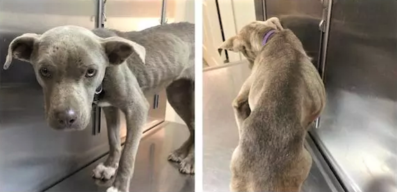 sensivel-mente.com - Veterinário se tranca em canil de filhote de Pit Bull doente, come com ela e ganha a sua confiança - Assista ao vídeo