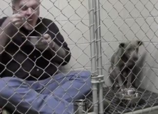 Veterinário se tranca em canil de filhote de Pit Bull doente, come com ela e ganha a sua confiança – Assista ao vídeo