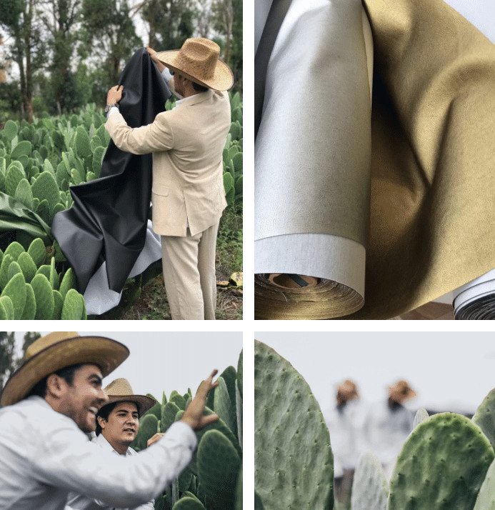 sensivel-mente.com - Em substitui&ccedil;&atilde;o ao couro animal, mexicanos criaram a &ldquo;pele&rdquo; de cacto