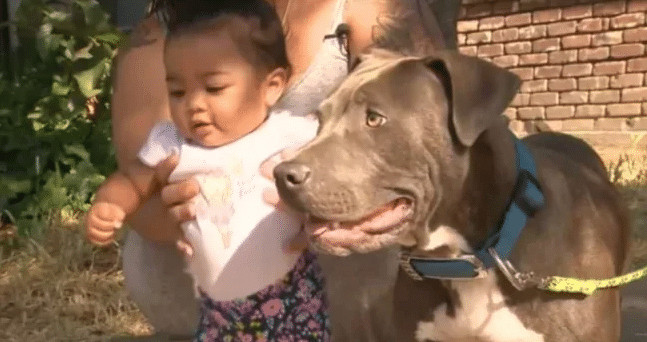 sensivel-mente.com - Pitbull puxa bebezinha pela fralda e a salva do inc&ecirc;ndio