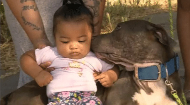 sensivel-mente.com - Pitbull puxa bebezinha pela fralda e a salva do inc&ecirc;ndio