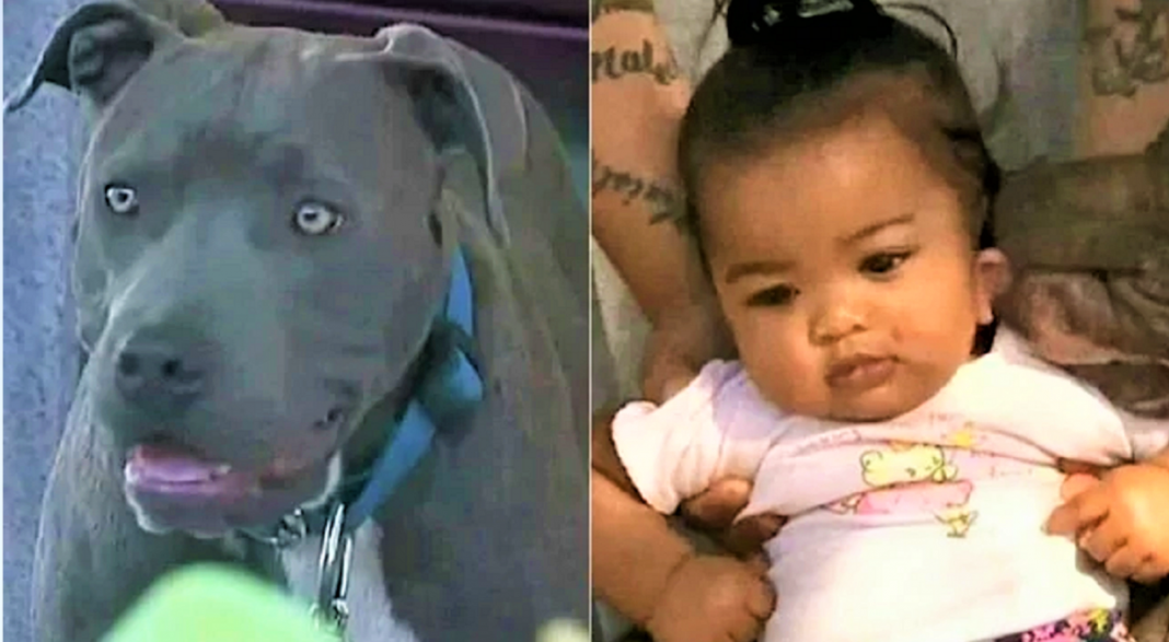 Pitbull puxa bebezinha pela fralda e a salva do incêndio