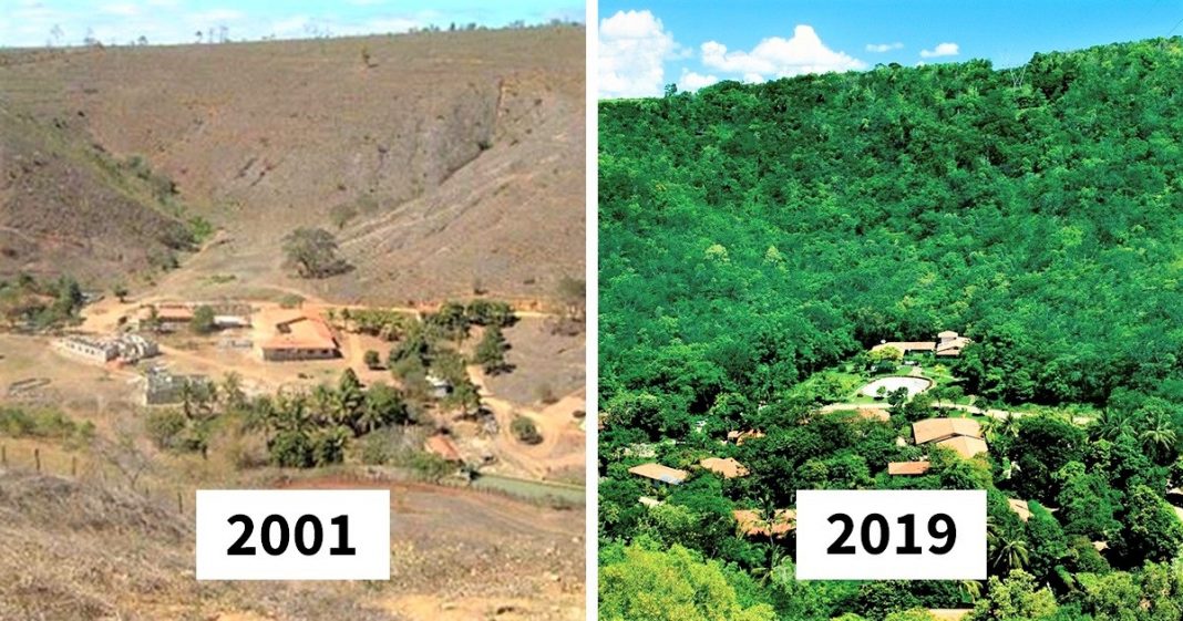 Casal brasileiro reflorestou área de 600 hectares para dar moradia a 500 espécies em fase de extinção