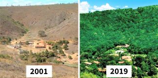 Casal brasileiro reflorestou área de 600 hectares para dar moradia a 500 espécies em fase de extinção