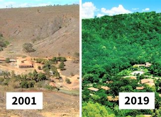 Casal brasileiro reflorestou área de 600 hectares para dar moradia a 500 espécies em fase de extinção