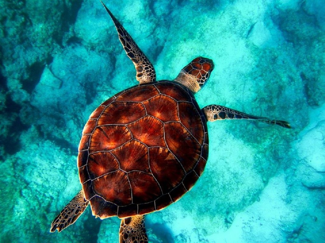 Projeto Tamar celebra 40 anos e já soltou 40 milhões de tartarugas!