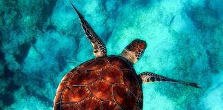 Projeto Tamar celebra 40 anos e já soltou 40 milhões de tartarugas!