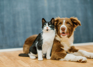 Comissão aprova aumento de pena para maus-tratos a cães e gatos