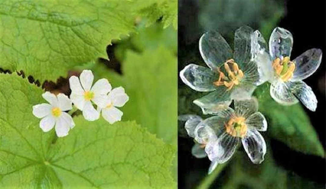 Conheça a flor “mágica” que fica transparente quando chove