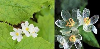 Conheça a flor “mágica” que fica transparente quando chove