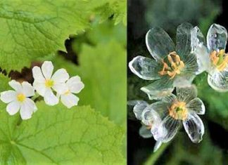 Conheça a flor “mágica” que fica transparente quando chove