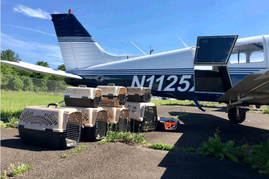sensivel-mente.com - Homem comprou avi&atilde;o para salvar da eutan&aacute;sia c&atilde;es e gatos