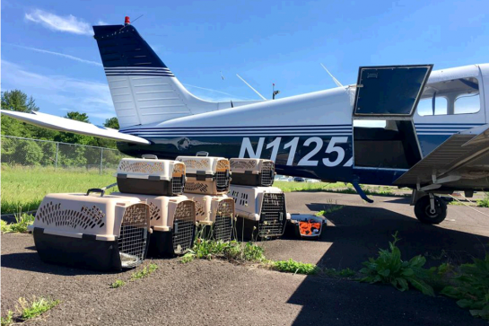 sensivel-mente.com - Homem comprou avião para salvar da eutanásia cães e gatos