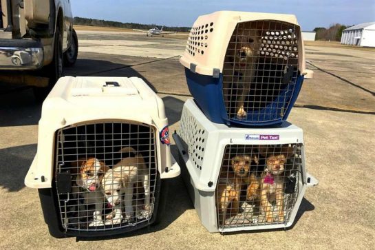 sensivel-mente.com - Homem comprou avião para salvar da eutanásia cães e gatos