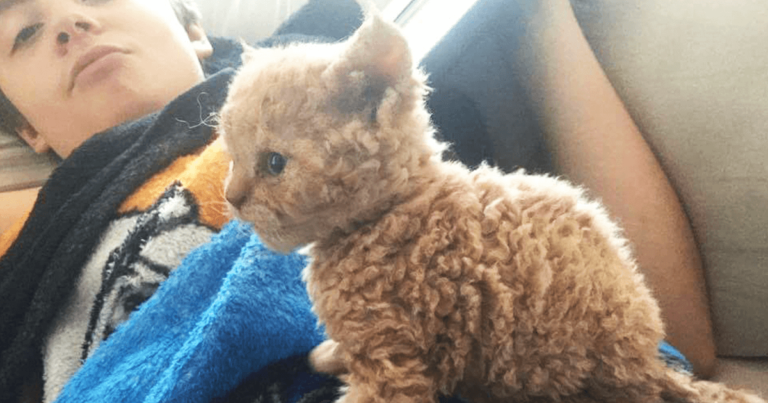 Gatos com pelos encaracolados a nova raça que tem conquistado a internet gato selkirk rex fb 768x403 - Gatos com pelos encaracolados a nova raça que tem conquistado a internet