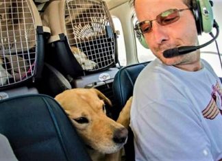 Homem comprou avião para salvar da eutanásia cães e gatos