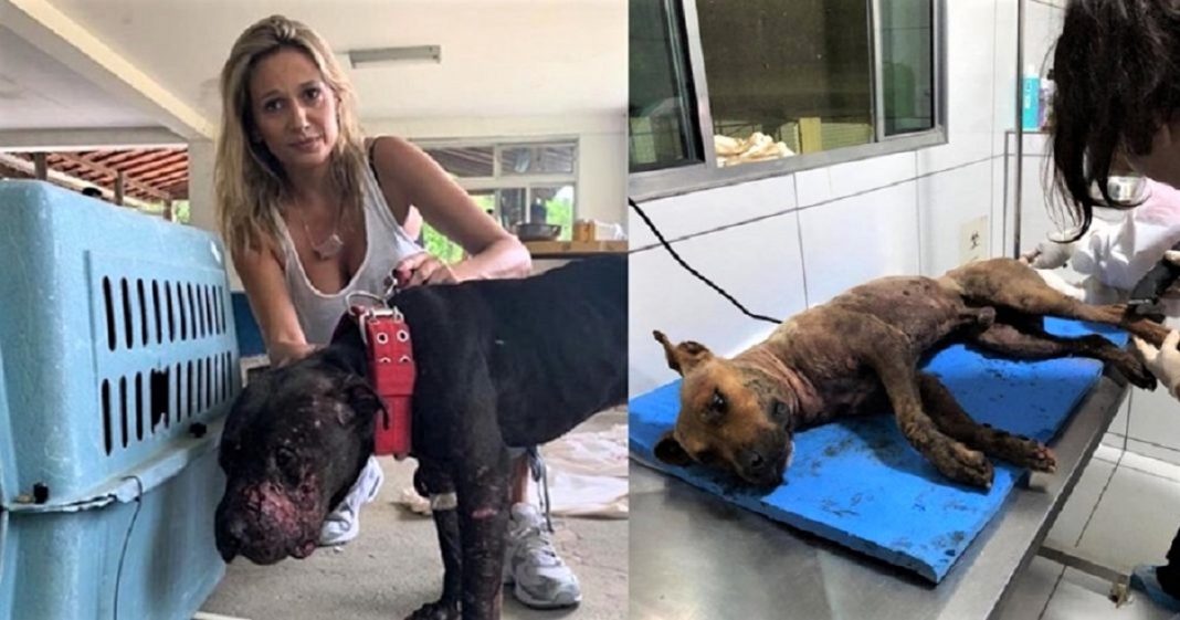 Luisa Mell decide tratar dos 19 pitbulls descobertos em rinha