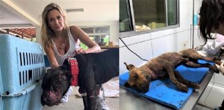 Luisa Mell decide tratar dos 19 pitbulls descobertos em rinha