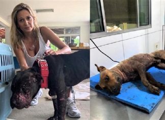 Luisa Mell decide tratar dos 19 pitbulls descobertos em rinha