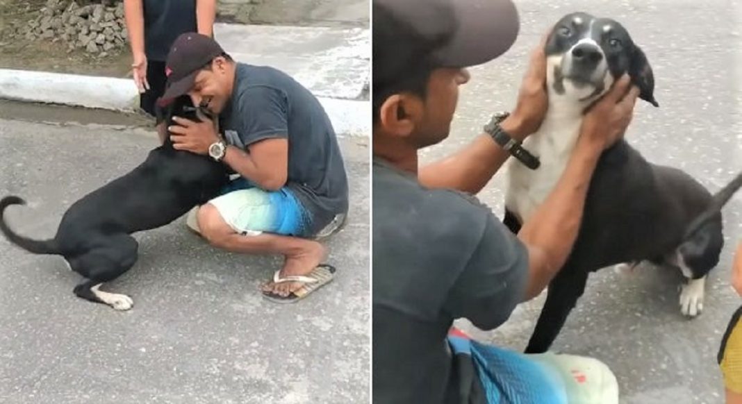 Cachorro encontra sua família um ano após ficar perdido –Vídeo comovente