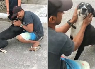 Cachorro encontra sua família um ano após ficar perdido –Vídeo comovente