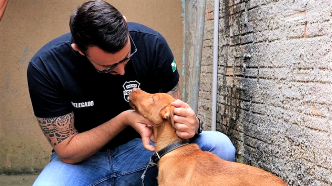 “Policiais chorando de revolta”: a conexão internacional da quadrilha de rinha de cães que chocou o país