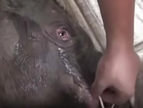 Bebê elefante chorou durante 5 horas depois que o separaram da mãe 1 - Bebê elefante chorou durante 5 horas depois que o separaram da mãe