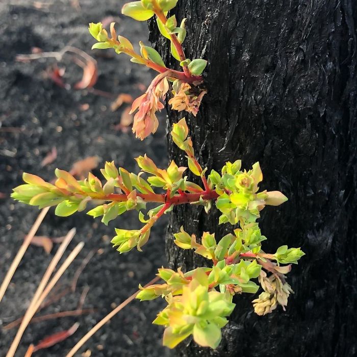 sensivel-mente.com - A vida está retornando lentamente às terras australianas arrasadas e aqui estão 30 fotos esperançosas