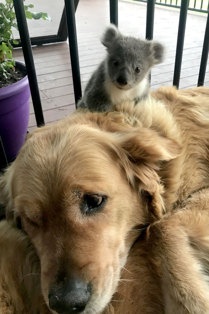 sensivel-mente.com - Cãozinho surpreende dono com um bebê Koala cuja vida ela acabou de salvar